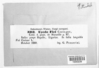 Cerotelium fici image